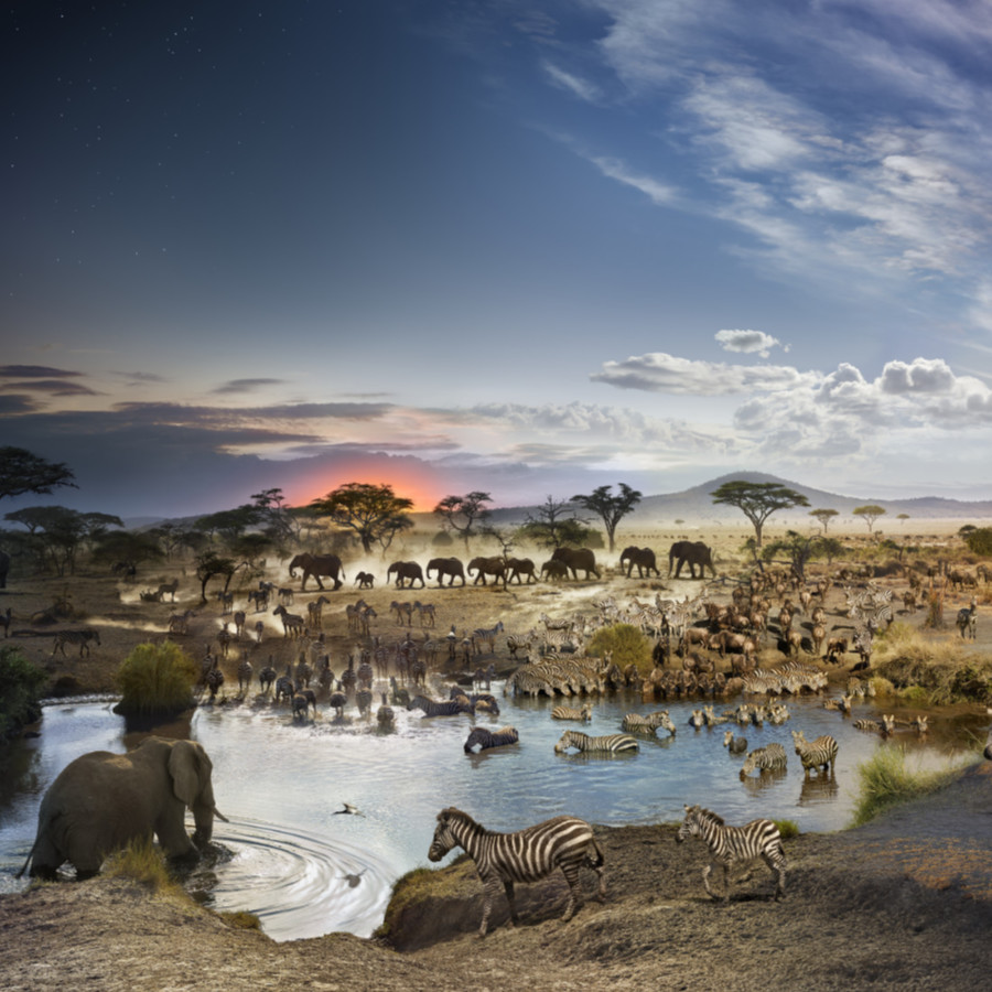 Serengeti National Park, Tanzania, Day to Night™, 2015 © Stephen Wilkes
